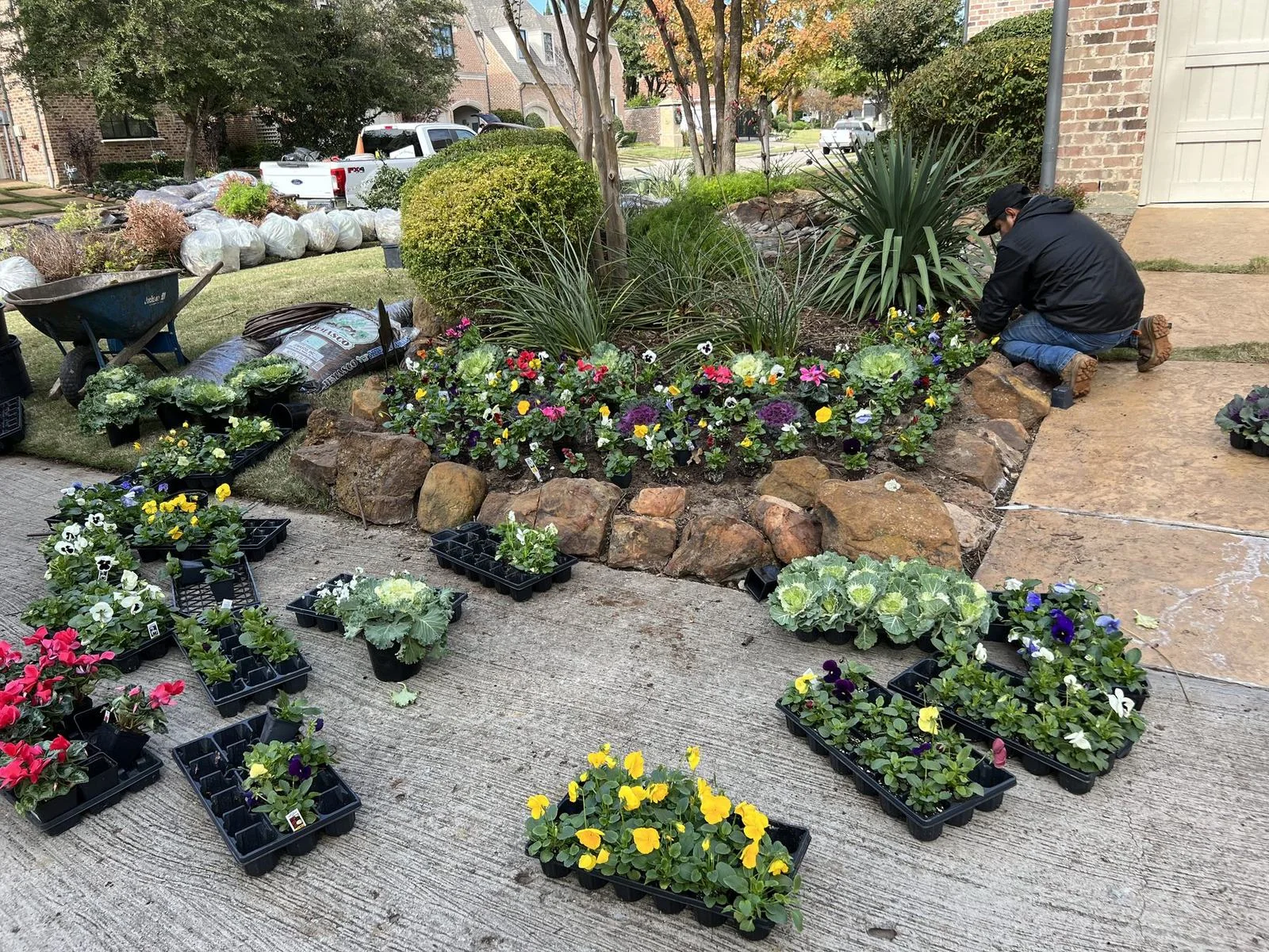 Seasonal color installation in Plano, TX with flower flats staged beside a stone-edged landscape bed
