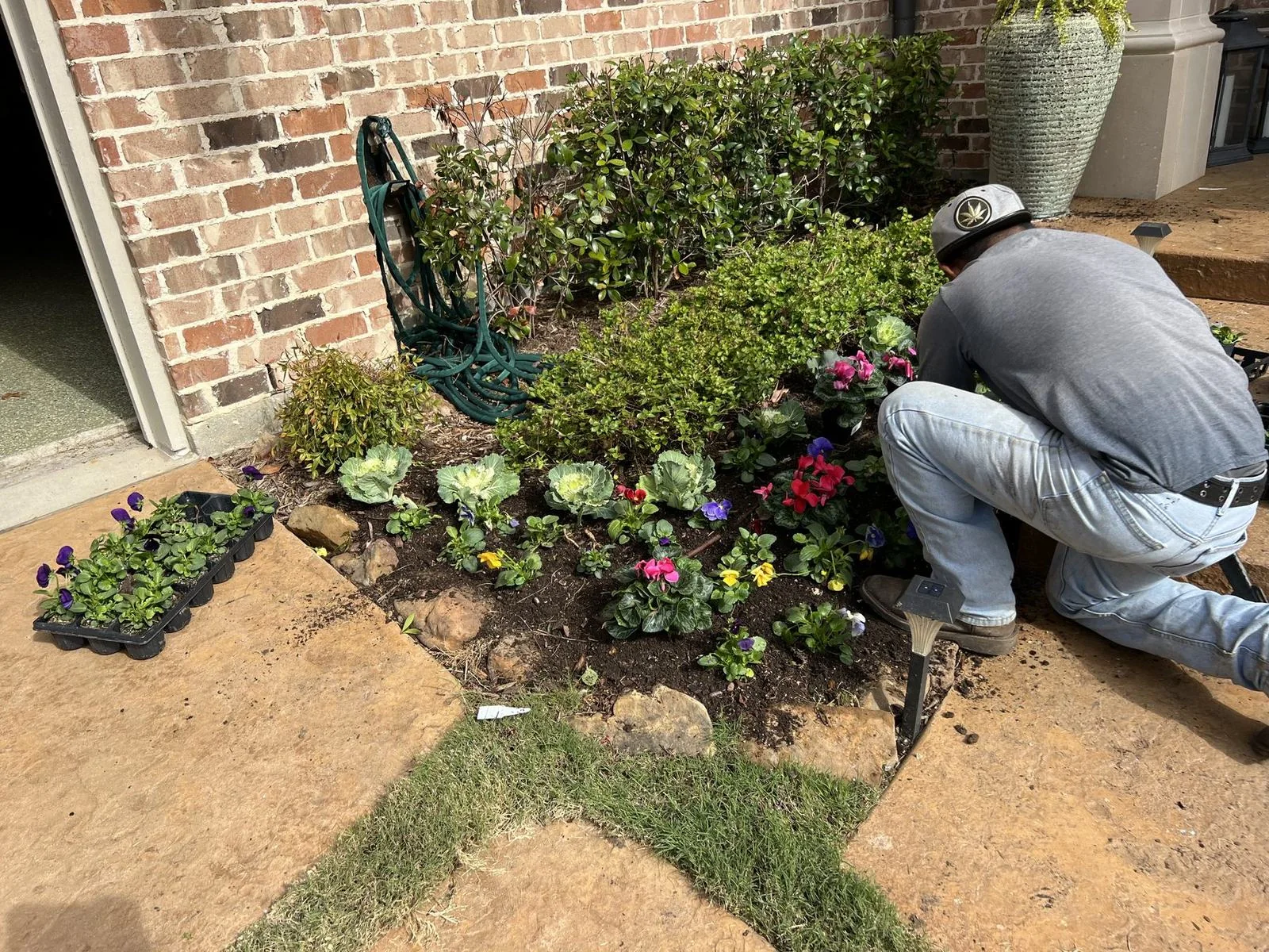 Hand-planting seasonal color along a front walkway at a Plano, TX home